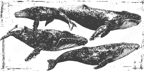 Illustration of four humpback whales swimming underwater in a natural ocean scene