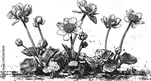 Vintage botanical illustration of wildflowers with multiple stems and detailed leaves