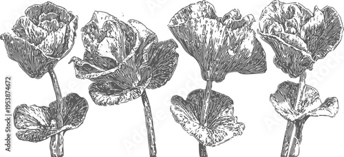 vintage botanical illustration of four blooming flowers with detailed leaves and stems
