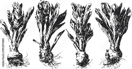 four vintage artichoke illustrations with stems and leaves detailed botanical drawings