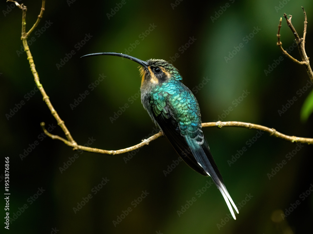 Fototapeta premium hummingbird on a branch