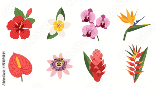 Tropical Flowers Collection: Hibiscus, Orchid, Bird of Paradise, Anthurium, Passion Flower, Ginger, Heliconia