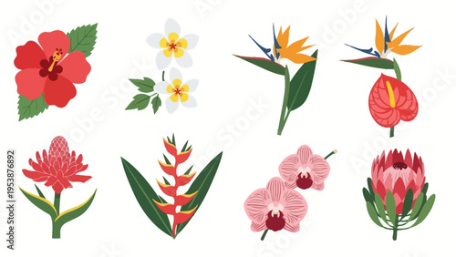 Tropical Flowers Collection: Hibiscus, Orchid, Bird of Paradise, Protea, Anthurium