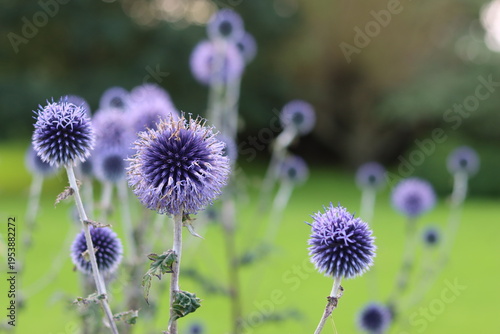 Obraz na plátně Blue globe thistles or echinops in a garden
