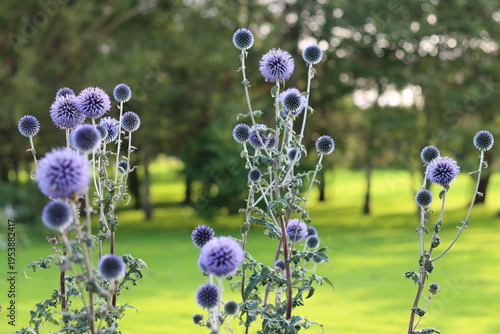 Obraz na plátně Blue globe thistles or echinops in a garden