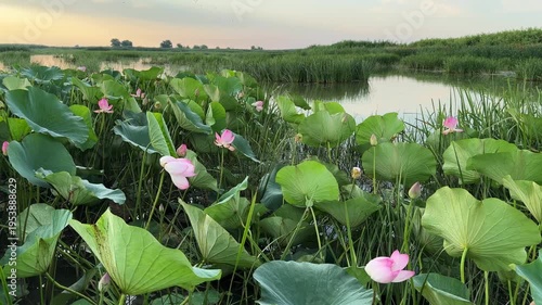 Blooming pink lotuses with green leaves at sunrise. Beautiful summer landscape. Volga river delta in Astrakhan region, Russia. Nature and wildlife reserve
