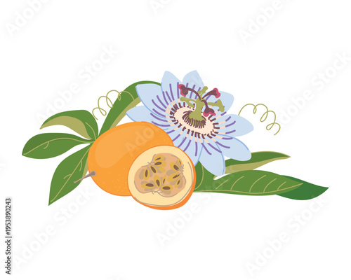 A ripe whole granadilla, its juicy pulp and seeds. Fresh, sweet passion fruit. Tropical arrangement of a whole fruit and a slice. Color vector illustration of a blue passion flower.