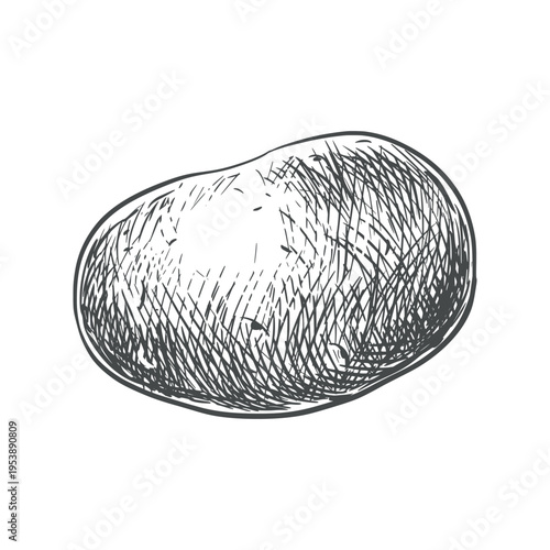A whole potato on a white background. Vector sketch of the vegetable. Line art sketch of this nutritious root vegetable. Imitation of ink engraving. Hand drawn.