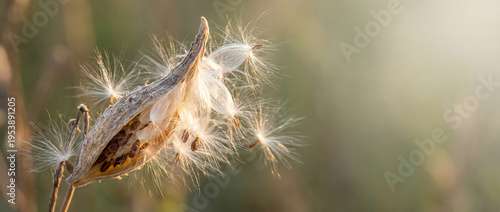 Milkweed pod with silky seeds glowing in golden light