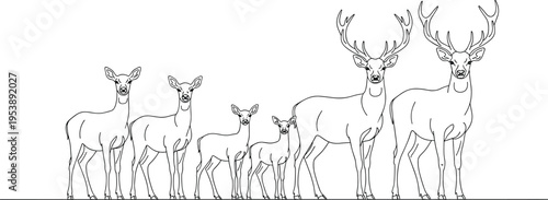 Line art of male and female deer with young fawns, wild forest animals family, elk and buck bucks,