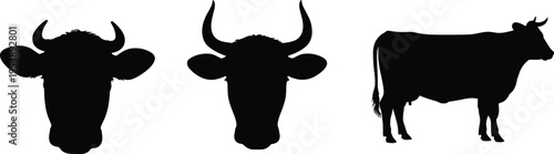 Cow silhouette set with front and side views, farm animal illustration isolated on white, livestock cattle icon collection for agriculture, dairy, ranch and branding use