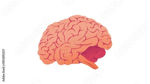 Human organ animation of an brain