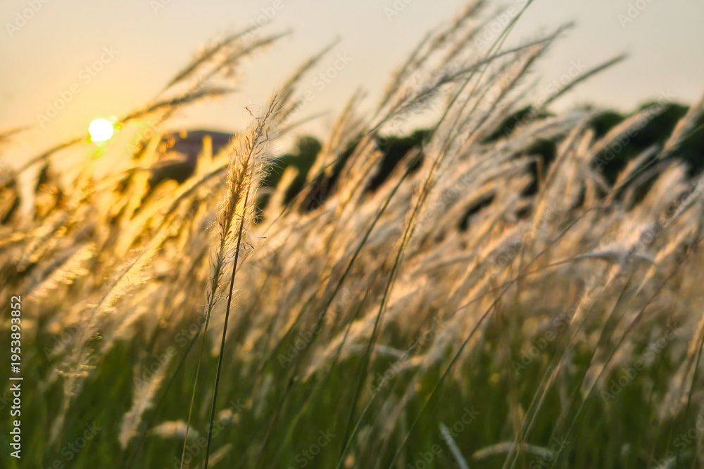 Naklejka premium cogon grass or Imperata cylindrica field meadow against sunrise