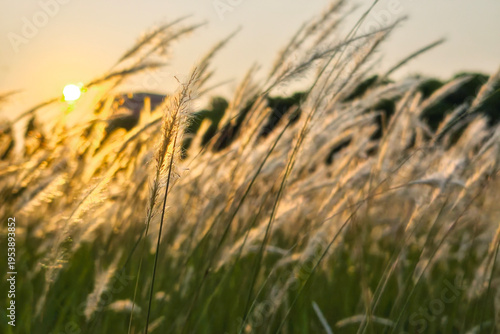 cogon grass or Imperata cylindrica field meadow against sunrise