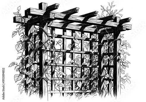 Black and white illustration of a wooden pergola covered in climbing vines and leaves