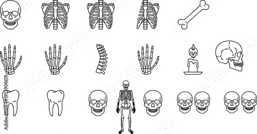 A collection of various human skeletal system icons featuring skulls bones and anatomy elements Vector, illustration