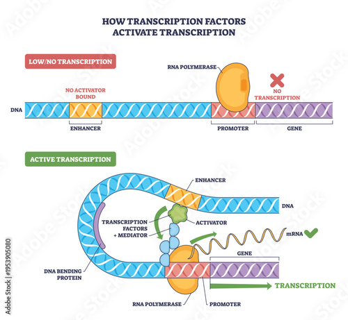 Transcription factors diagram, activator binds enhancer, DNA loops, RNA polymerase engages promoter to turn gene expression on, key objects, DNA helix, RNA polymerase, activator. Outline diagram