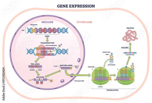 Gene expression process shows DNA, mRNA, and ribosome building a protein across nucleus to cytoplasm, transcription to translation flow. Outline diagram
