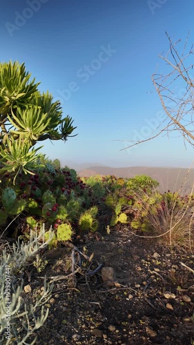 Stunning volcanic landscape in the Canary Islands with prickly pear cactus and native plants under a clear blue sky, showing a light calima haze over the distant mountains at sunset