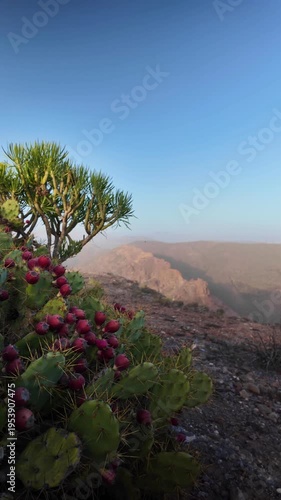 Scenic view of a prickly pear cactus with red fruit on a rocky cliff, overlooking a vast, dusty mountain range in the Canary Islands under a clear blue sky during a calima event