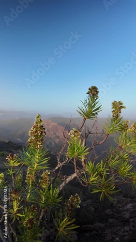 Stunning view from a mountain summit in the Canary Islands, with a native plant in the foreground and a hazy landscape in the background caused by a calima, a Sahara dust storm phenomenon