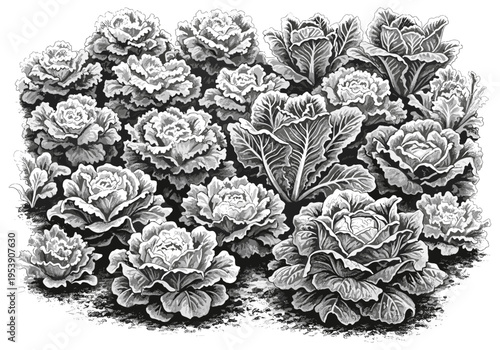 Detailed black and white illustration of a dense garden bed filled with various types of cabbage plants