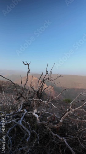 Hazy atmosphere over the volcanic landscape of the Canary Islands, with dry, twisted branches in the foreground and a vast mountain range stretching into the dusty horizon under a clear blue sky