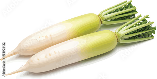Fresh white daikon radish roots with green leaves, isolated on white background for food and cooking concepts