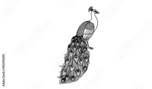 Elegant peacock black and white vector illustration with detailed feather patterns isolated on white background