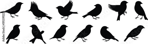 Bird silhouette collection, black flying and standing birds set, various poses vector illustration, nature wildlife elements, isolated minimal design, decorative avian icons