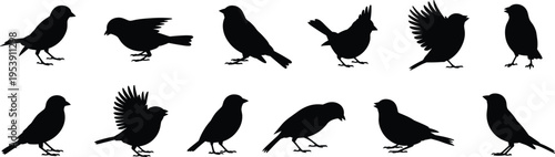Bird silhouette collection, black flying and standing birds set, various avian poses vector illustration, wildlife nature elements