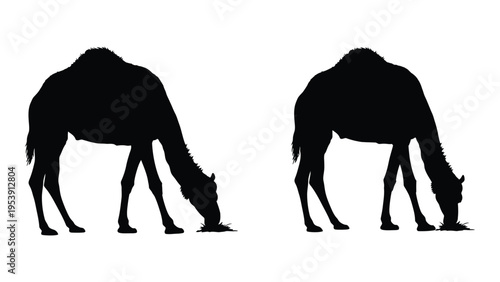 Two black silhouettes of camels foraging on the ground facing opposite directions