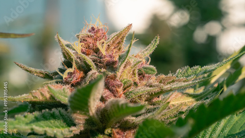 Фотография A close-up macro view of the trichomes of a cannabis flower