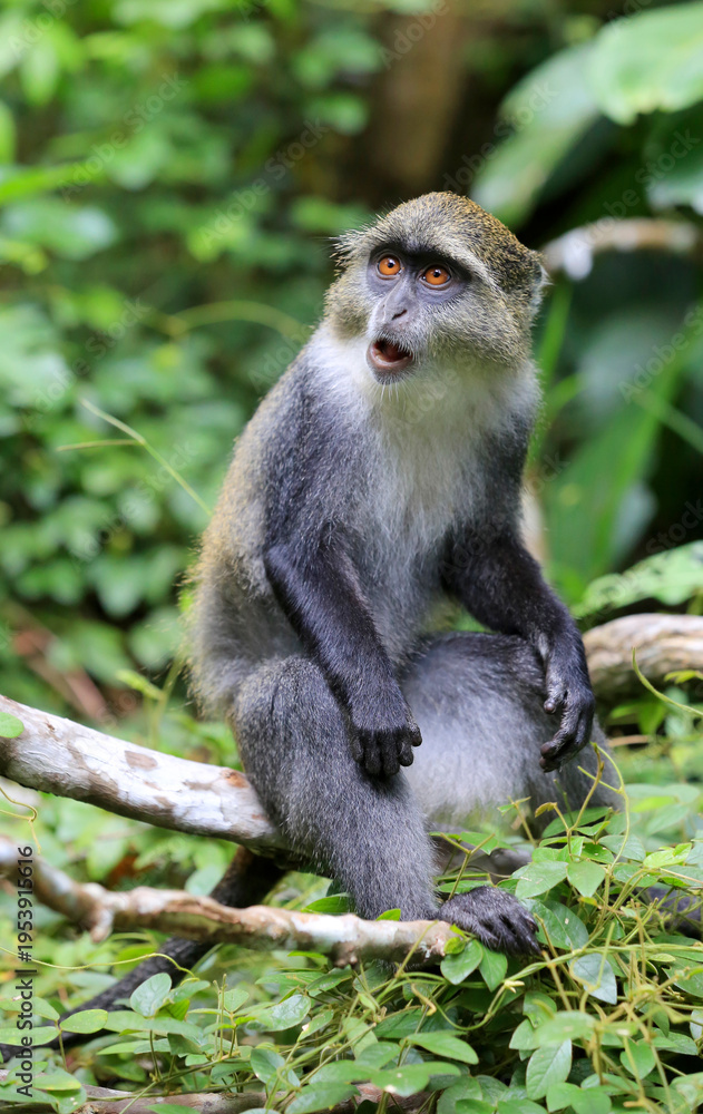 Fototapeta premium Blue Monkey Sitting on a Branch in a Lush Green Forest with Mouth Open