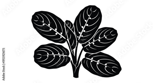 A striking black and white illustration depicts a cluster of prayer plant leaves showcasing their unique venation