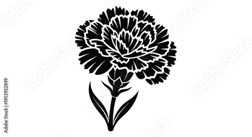 A striking black and white illustration depicts a fully bloomed carnation flower with detailed petals