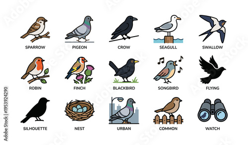 Illustrated collection of common birds including sparrow, pigeon, and crow