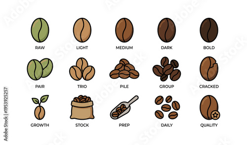 Coffee bean varieties and stages illustration featuring different roast levels