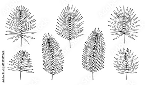 Botanical palm leaf vector illustration set with detailed tropical foliage for natural and eco design projects