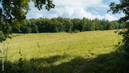 Framed sunlit meadow clearing with foreground leaves and distant forest for nature background and scenic banner