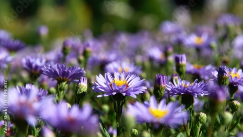 Purple daisy closeup with yellow center for floral wallpaper and spring banner background design
