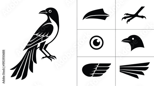 Black and white magpie bird vector illustration set with magpie body head beak eye wing and long tail feathers isolated