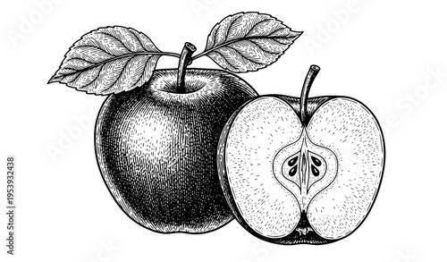 Botanical engraved apple whole and half vintage vector illustration
