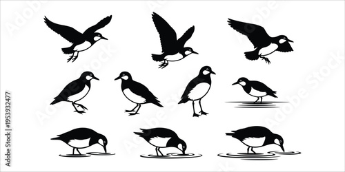 Collection of various bird silhouettes in different poses