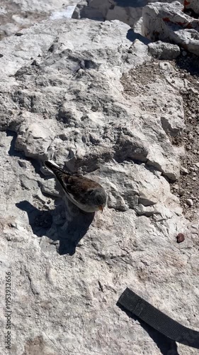 Alpine Accentor Eating from Hand on Rocky Cliff in the Dolomites – 4K Vertical