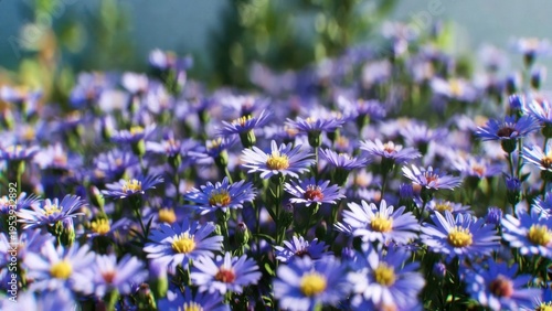 Lavender and blue wildflower field background with daisy blooms and gentle sunlight for floral wallpaper and nature poster design