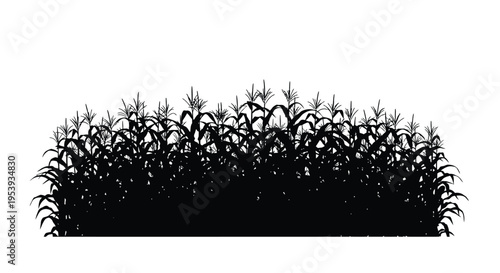 Dense field of corn stalks presented as a dark silhouette