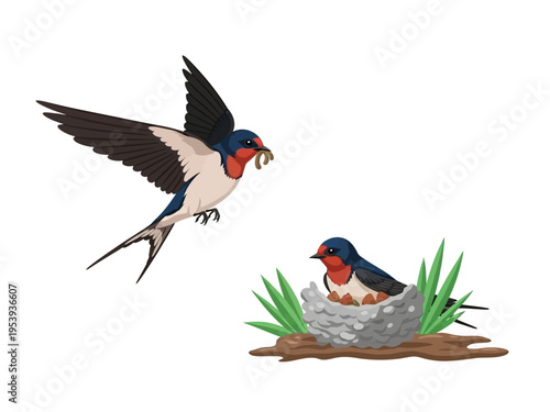 Swallow bird feeding its young in a nest.