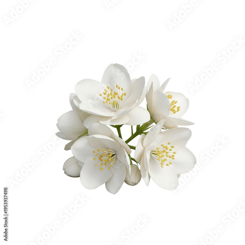 White jasmine flowers on transparent background