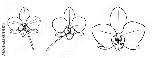 Vanilla orchid set with fine line art featuring seed pod, botanical spice, clean lines with white background and minimal design